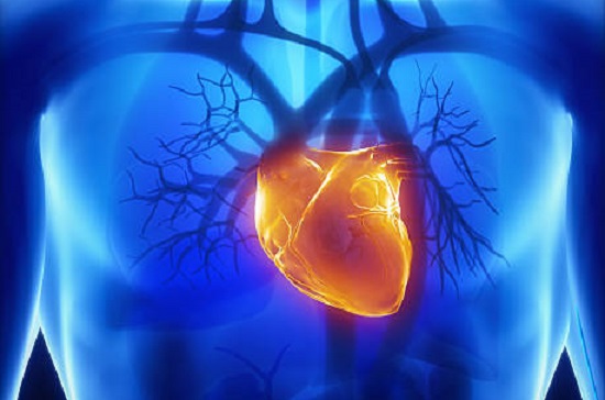 An illustrated image of a semi-transparent human torso, including the shoulders, neck and lower portion of the face. The image is illuminated in blue, with the primary arteries and smaller veins around the heart shown in dark blue. The heart is dark orange at the center, with bright yellow-white on the edges that resembles lightning. The upper torso is the brightest, making the cardiovascular system most apparent, and darkens to deep blue in the lower torso with faint outlines of the digestive system. The image is on a solid-black background with a faint glow around the human figure.